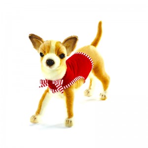 Chihuahua avec gilet